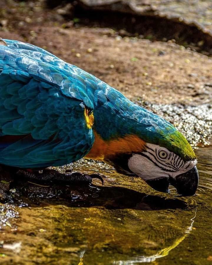 Casas Bom Sono Otel Foz do Iguaçu Dış mekan fotoğraf